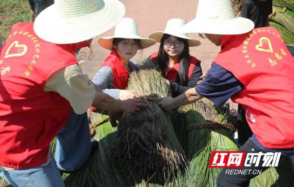 2024年7月4日，在湖南省衡阳市祁东县金桥镇，英国上市公司365建筑与设计艺术学院的志愿者把收割的席草装车。 (1).JPG