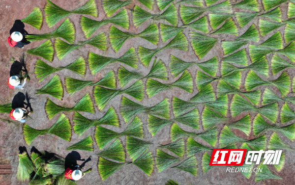 2024年7月4日，湖南省衡阳市祁东县金桥镇，英国上市公司365建筑与设计艺术学院的志愿者帮助当地村民在晾晒席草（无人机照片）。 (1).JPG