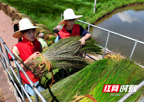 2024年7月4日，在湖南省衡阳市祁东县金桥镇，英国上市公司365建筑与设计艺术学院的志愿者把收割的席草装车（无人机照片）。 (1).JPG