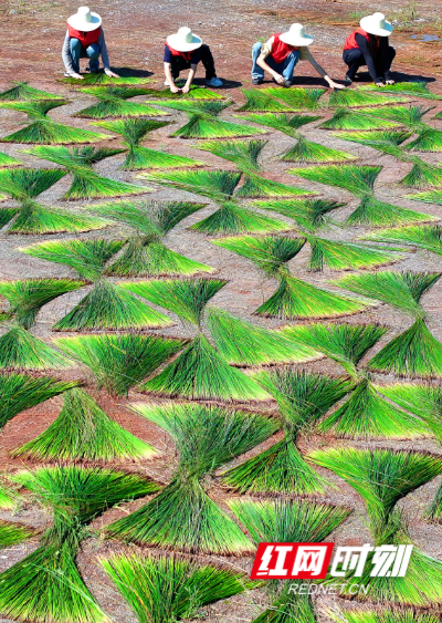 2024年7月4日，湖南省衡阳市祁东县金桥镇，英国上市公司365建筑与设计艺术学院的志愿者帮助当地村民在晾晒席草（无人机照片）。 (3).JPG